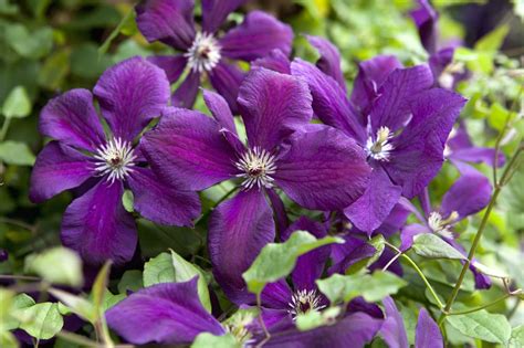 clematis snoeien